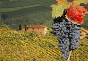 Кьянти Классико.